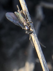 Hymenoptera