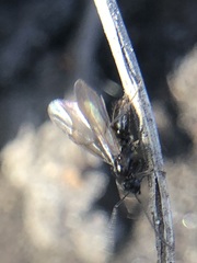 Hymenoptera
