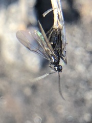 Hymenoptera