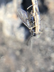 Hymenoptera