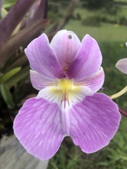 Miltoniopsis