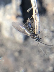 Hymenoptera