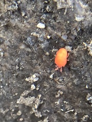 Trombidioidea