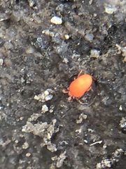 Trombidioidea