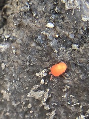 Trombidioidea
