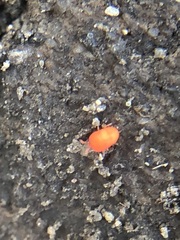 Trombidioidea