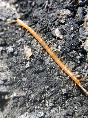 Chilopoda