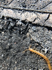 Chilopoda