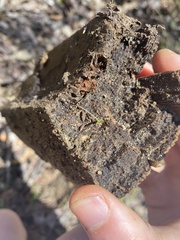 Trichoniscus pusillus