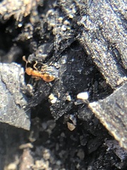 Formicidae