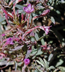 Epilobium glaucum