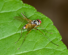 Cholomyia inaequipes