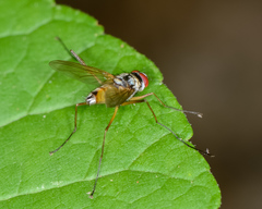 Cholomyia inaequipes