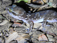 Hemidactylus triedrus