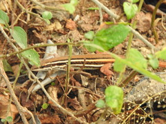 Ophisops leschenaultii