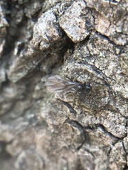 Insecta