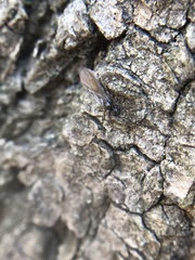 Insecta