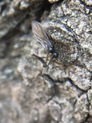 Insecta
