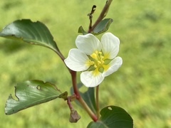 Ludwigia helminthorrhiza