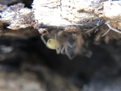 Cheiracanthium