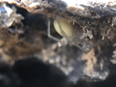 Cheiracanthium