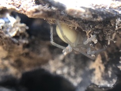 Cheiracanthium