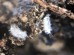 Arthropoda