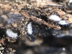 Arthropoda