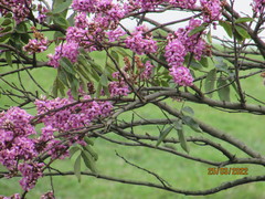 Lonchocarpus hondurensis