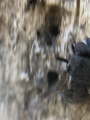 Diptera
