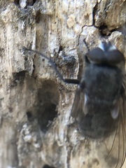 Diptera