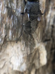 Diptera