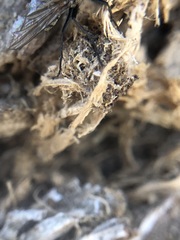 Diptera