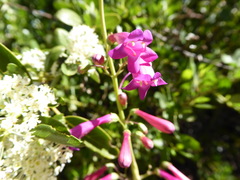 Penstemon × parishii