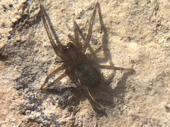 Amaurobius