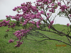 Lonchocarpus hondurensis