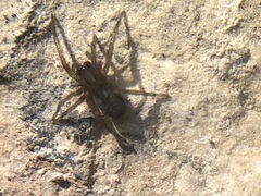 Amaurobius