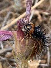 Euphydryas editha bayensis