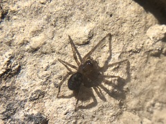 Amaurobius
