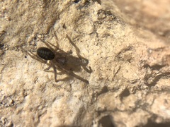 Amaurobius