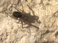 Amaurobius