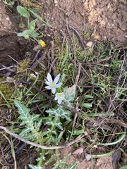 Ornithogalum orthophyllum