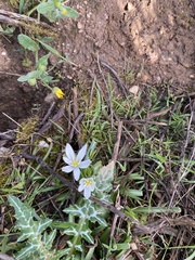 Ornithogalum orthophyllum