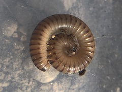 Diplopoda