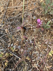 Euphydryas editha bayensis