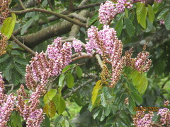Lonchocarpus hondurensis