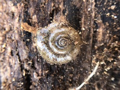 Stylommatophora