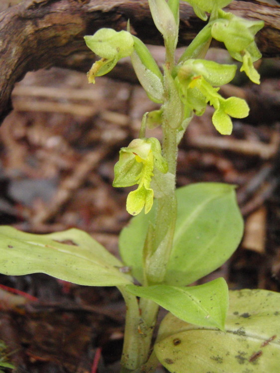 Anoectochilus sandvicensis