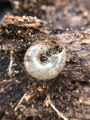 Stylommatophora