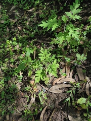 Ambrosia arborescens